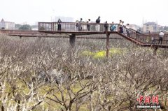 (乡村行·看振兴)一花牵百业 浙江桐乡“千年名果”何以链动共富?